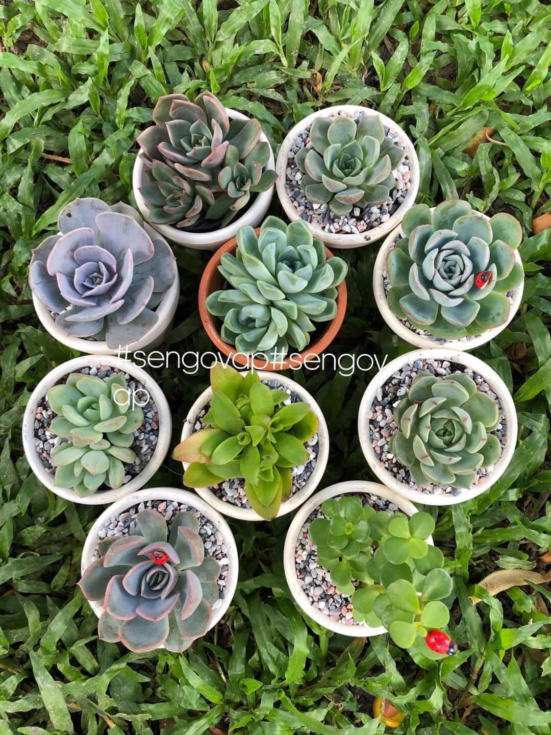 Combo 10cây sen đá siêu xinh
