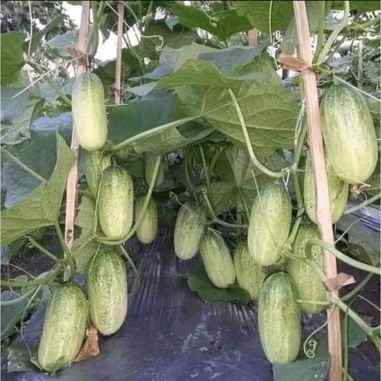 Hạt giống Dưa chuột Mèo Tây Bắc PTP192 | Phởms Market