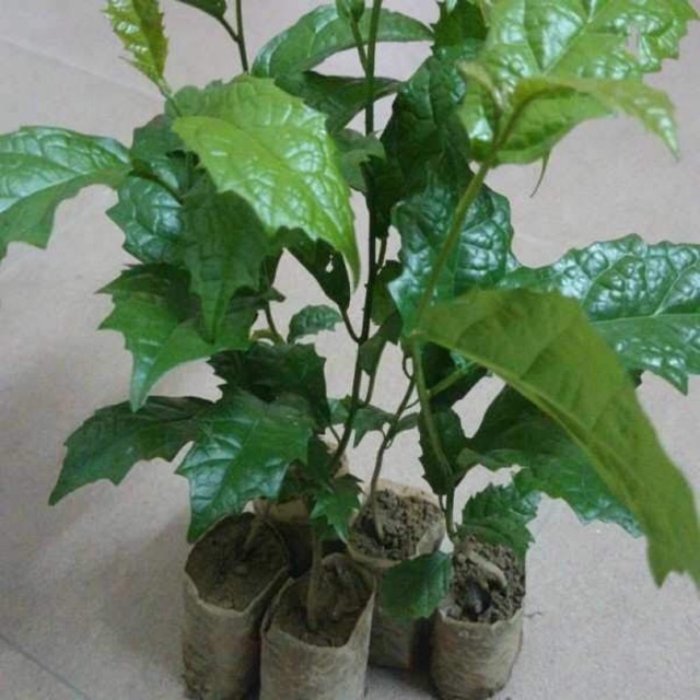 Cây xạ đen 🌲freeship🌲 cây quý
