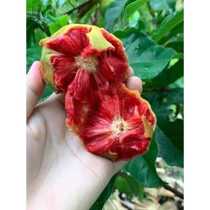 Cây giống chay ruột đỏ cao f1