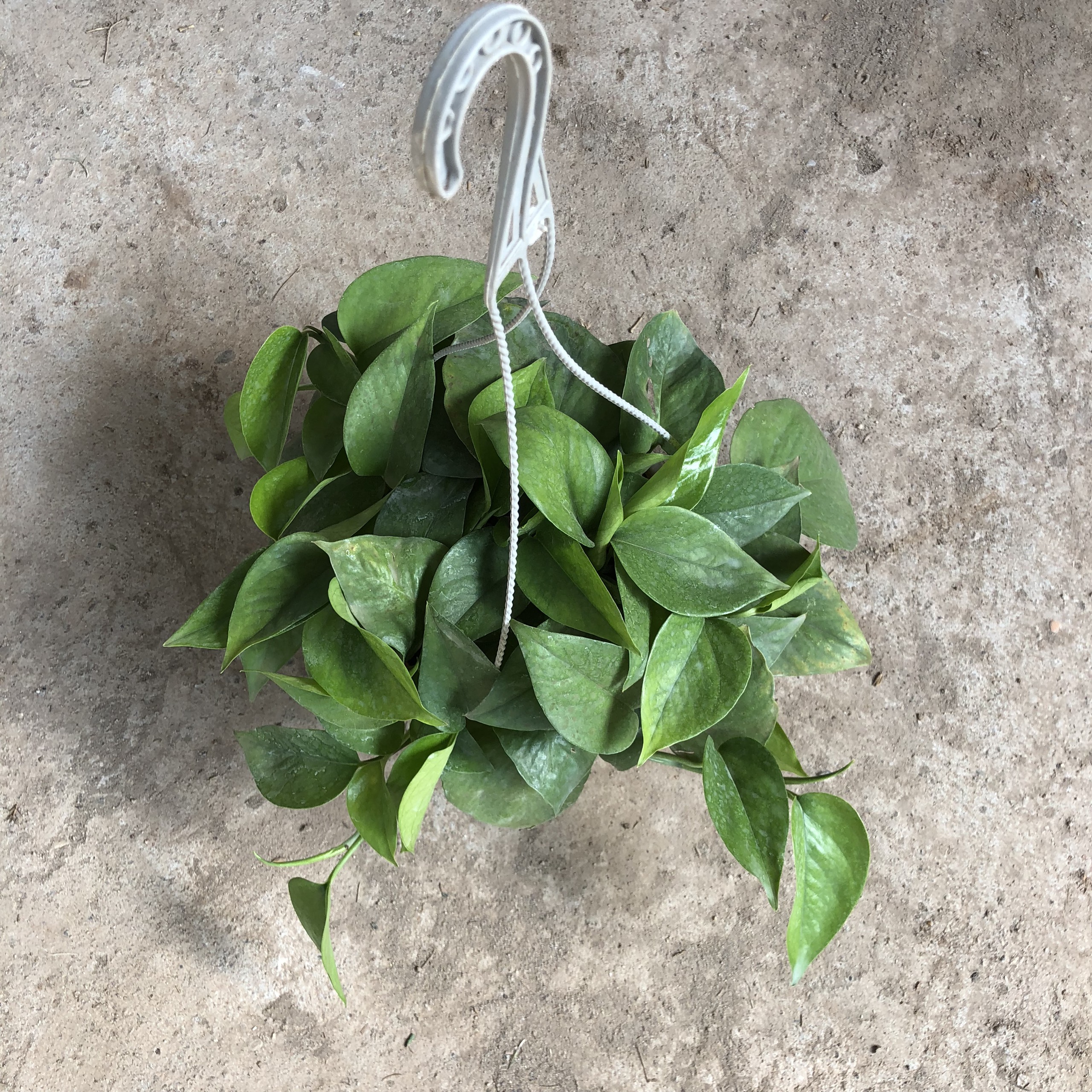 Cây vạn niên thanh (trầu bà leo) trồng chậu treo lá đẹp đường kính 20-25cm thích hợp làm cây để bàn, cây treo tường