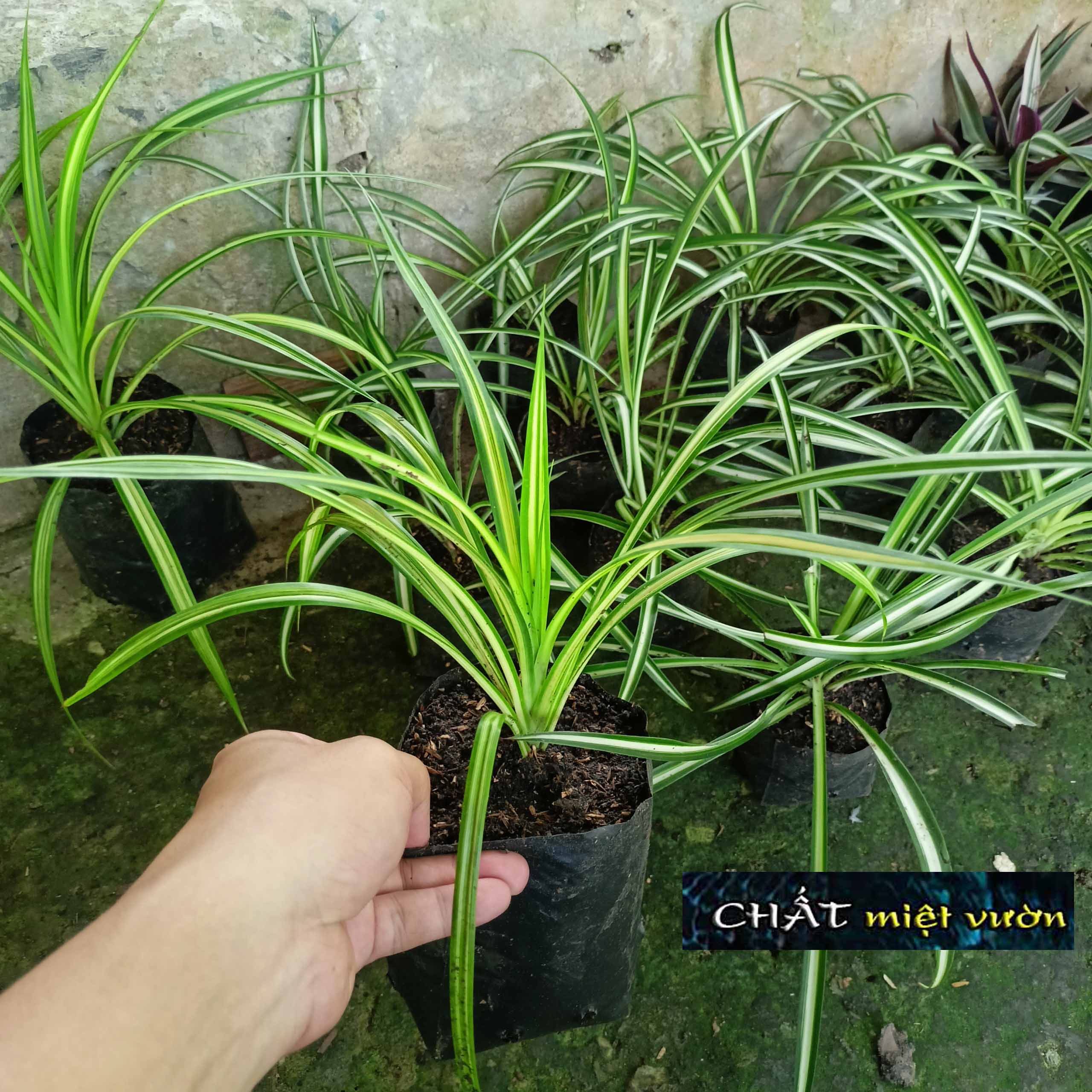Cỏ mẫu tử giống - cỏ lan chi giống