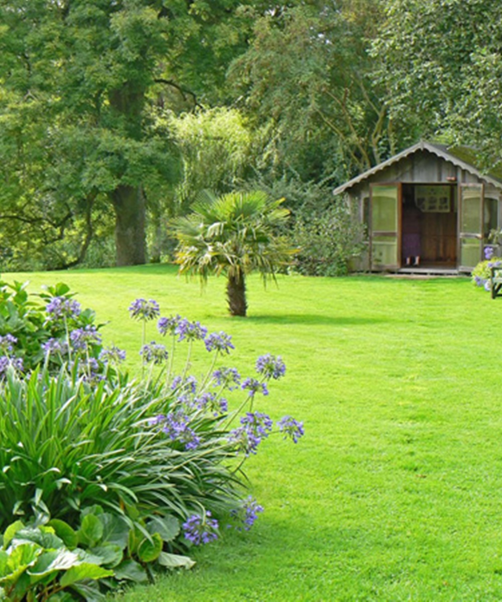 Hạt Cỏ Chăn Nuôi - Cỏ Lá Gừng. Túi 200 Gram Chất Lượng Cao - Sinh Trưởng Tốt.