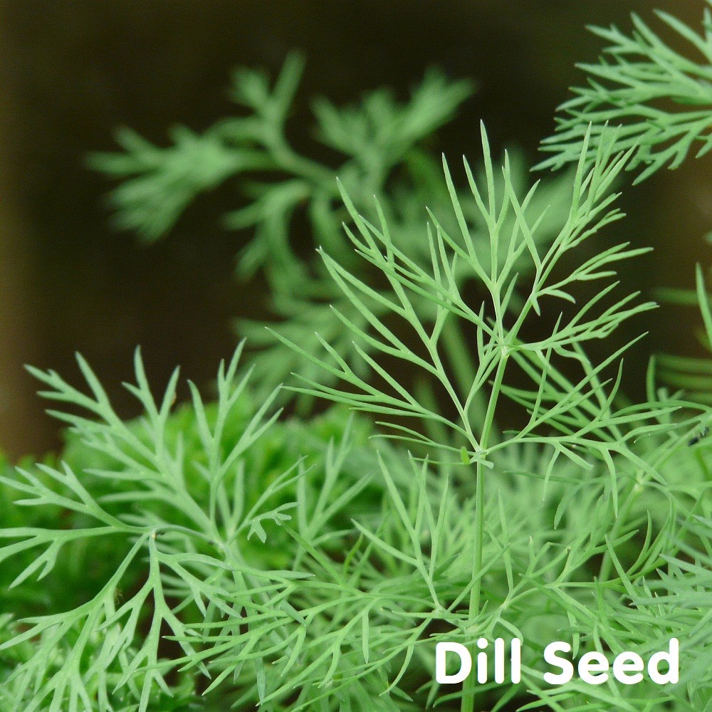 Tinh dầu hạt Thì Là Dill Seed Essential Oil