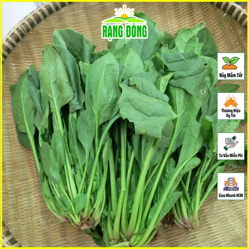 Hạt giống Cải Bó Xôi Trồng Quanh Năm, Sinh Trưởng Mạnh - Hạt giống Rạng Đông