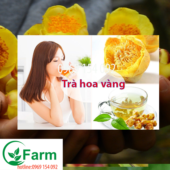 cây trà hoa vàng