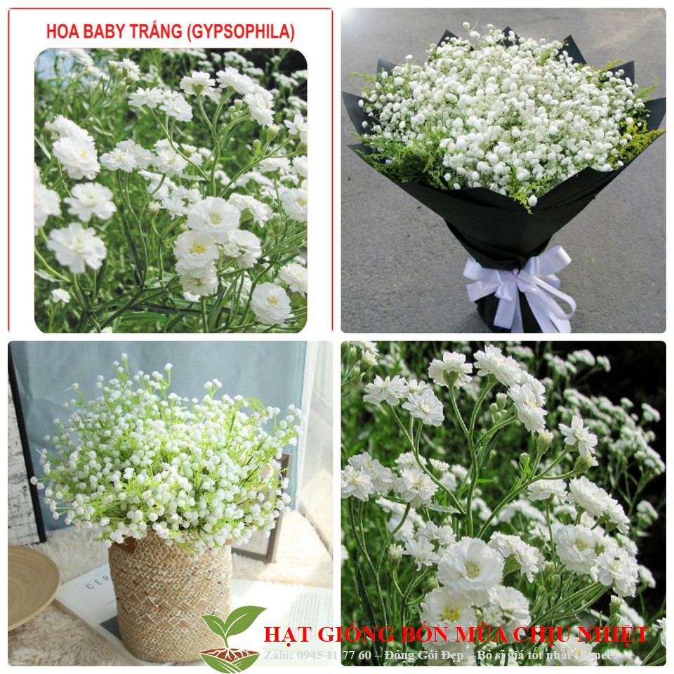 Hg19B Hạt Giống Hoa Baby Trắng 50 Hạt Đến Mùa Trồng Tết