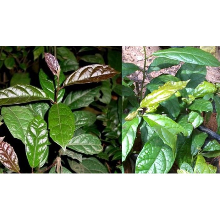 Cây giống cây xạ đen, cây dược liệu quý