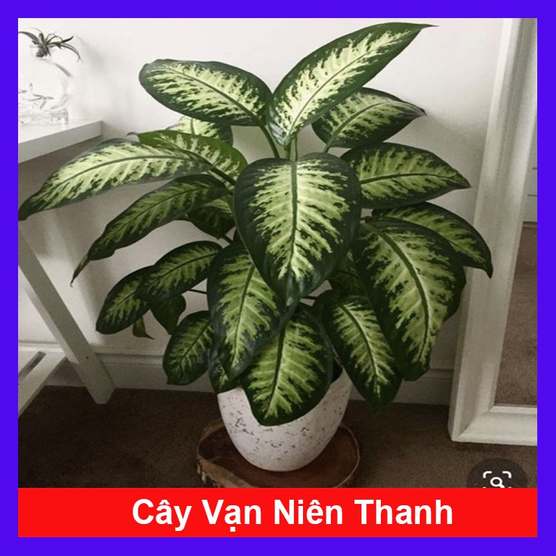 Cây Vạn Niên Thanh - Cây cảnh trong nhà - caykiengsadec