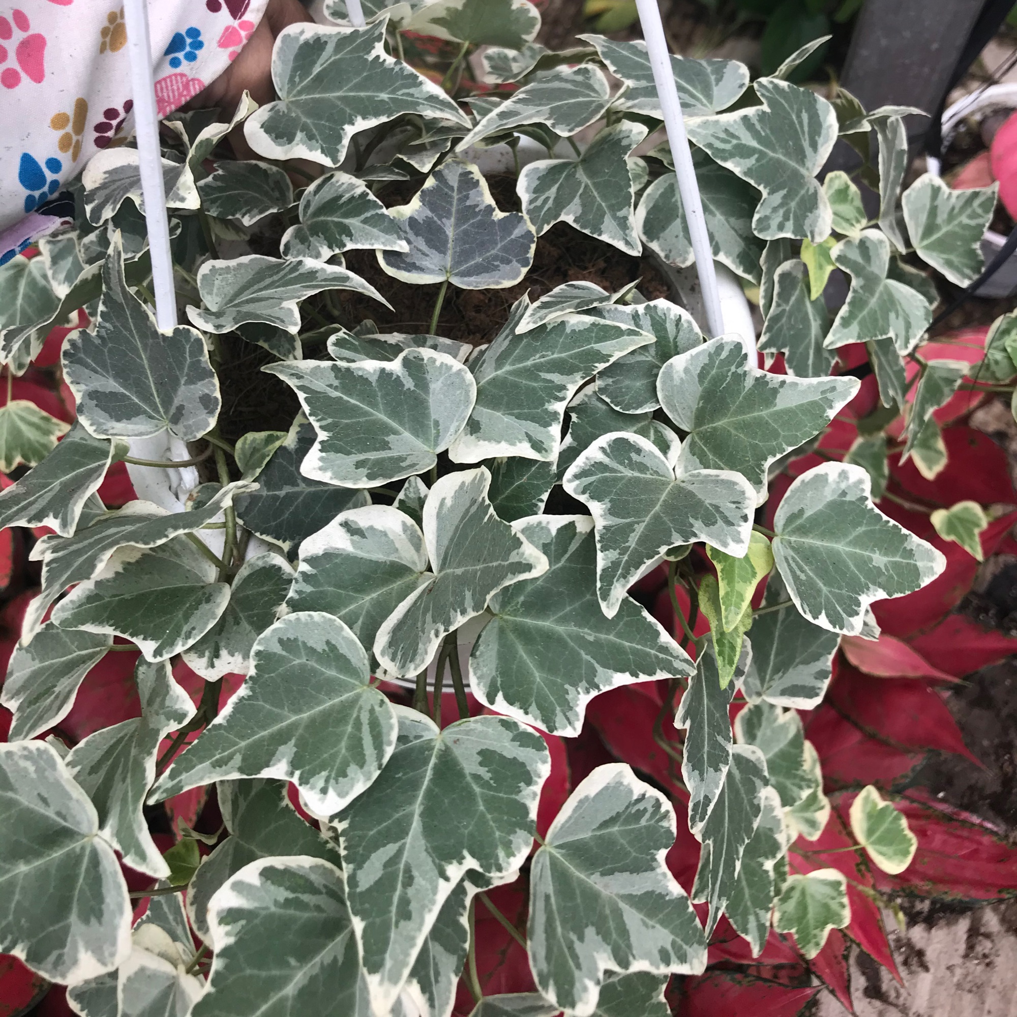 caykiengsadec - Thường Xuân chậu cẩm thạch treo + tặng phân bón cho cây - hoa kiểng lá - cây phong thủy - trang trí nội thất cảnh quan ngoài trời