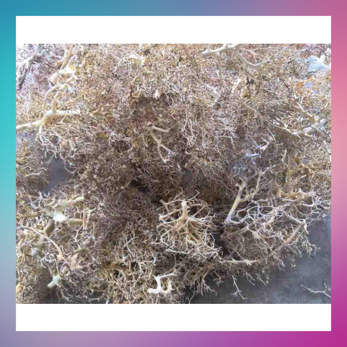 Lũa Xương Chùm 30k-100g - xưởng ts online37, một loại lũa thủy sinh chuyên dùng để làm tán cây lũa ghép đó là lũa Xương Chùm, có hình dáng chùm xòe rất đẹp để trang trí hồ thủy sinh