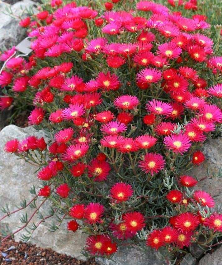 Hạt giống mười giờ Nhật  -  Gói 20 hạt