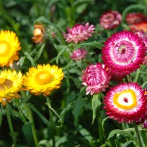 Hạt Hoa Cúc Bất Tử Nhiều Màu. Gói 50 Hạt. Dễ Trồng - Kèm quà Tặng