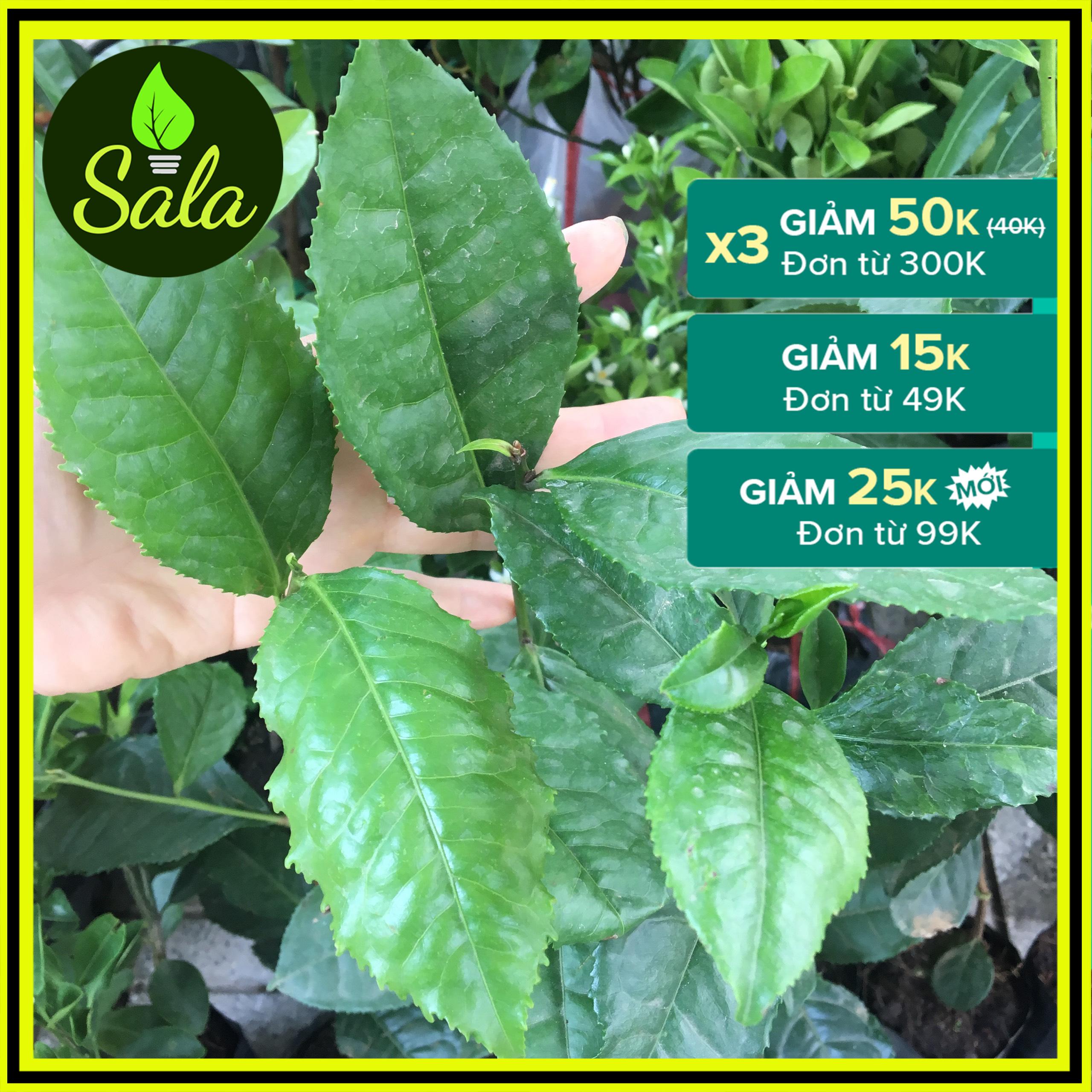 Cây trà xanh - cây chè xanh, dễ trồng, dễ chăm sóc
