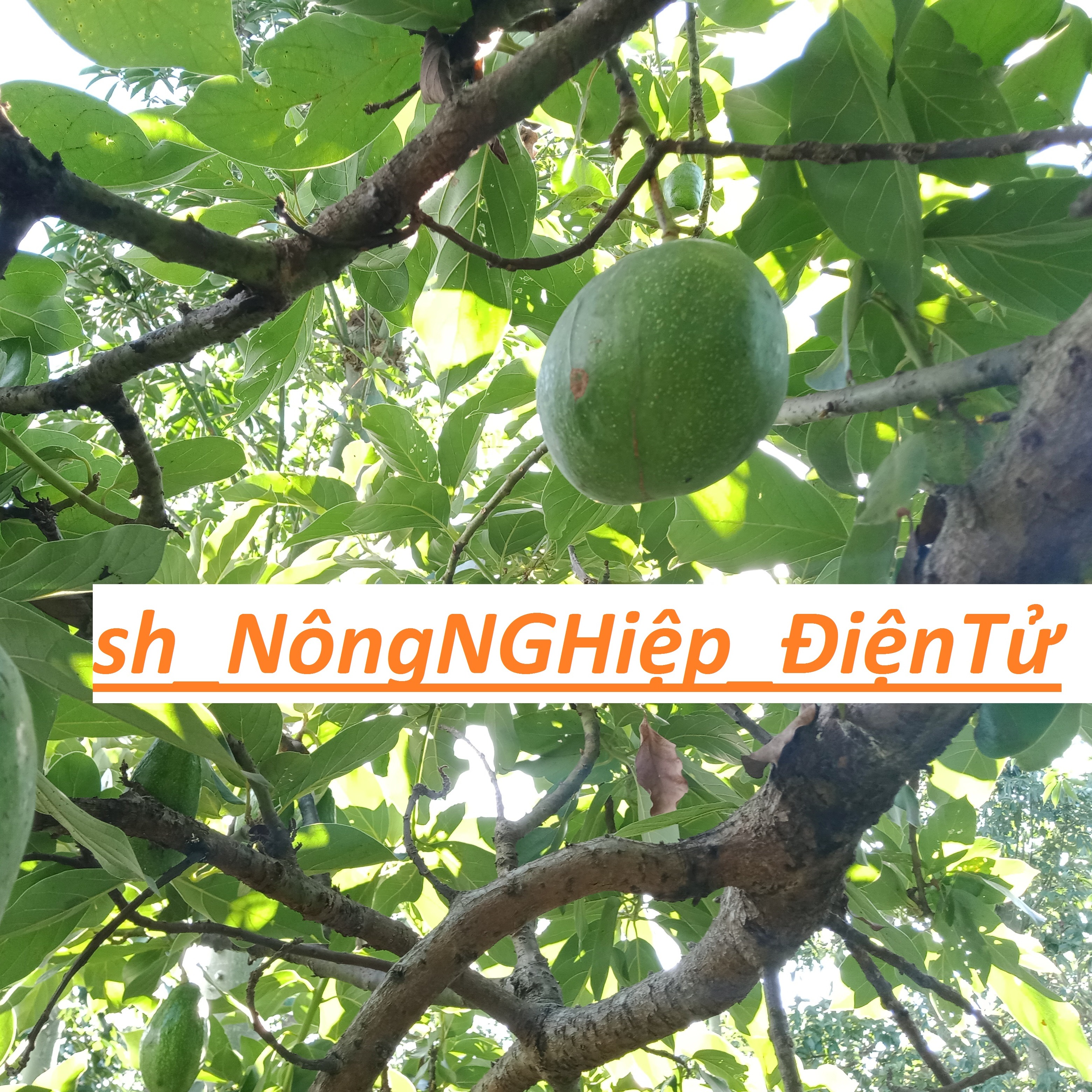 Bơ tươi ( bơ both loại 1kg ) daklak