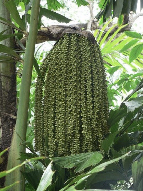 Cây đủng đỉnh con