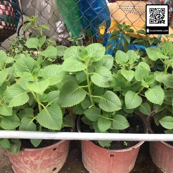 Hạt giống rau húng chanh