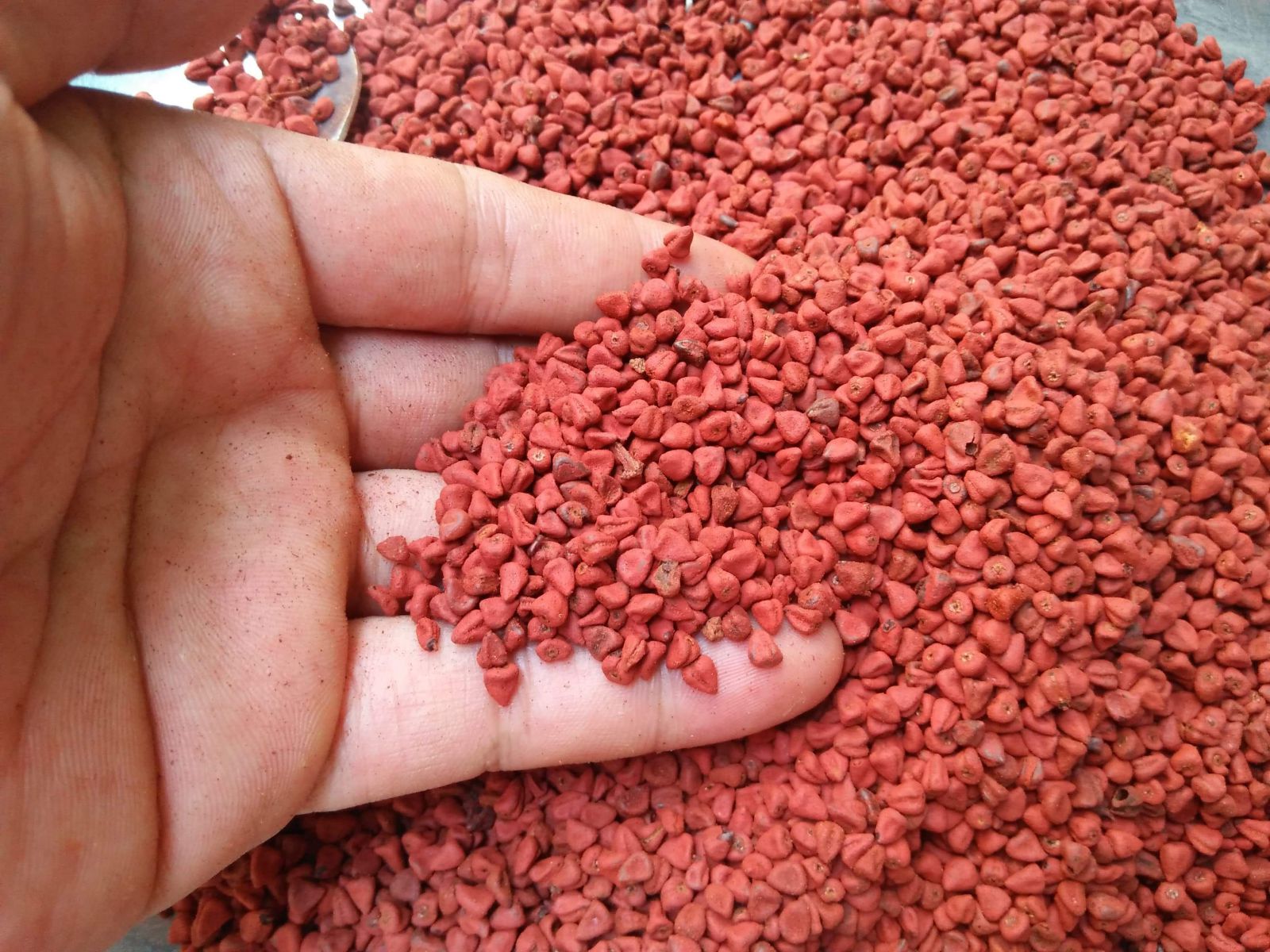 1KG Hạt điều màu/ Hạt điều đỏ tạo màu/ Hạt Cari _ Hạt Điều Đỏ, Hạt điều màu loại sạch, ngon, màu đẹp