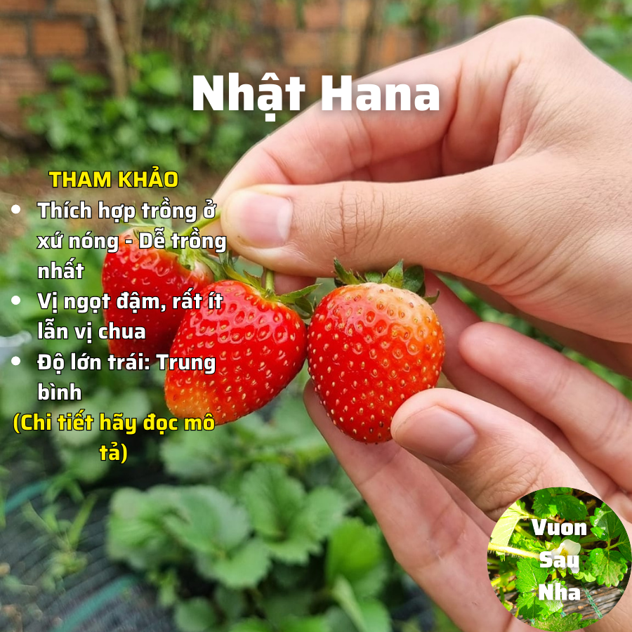 Cây dâu tây nhật hana cấy mô chịu nhiệt