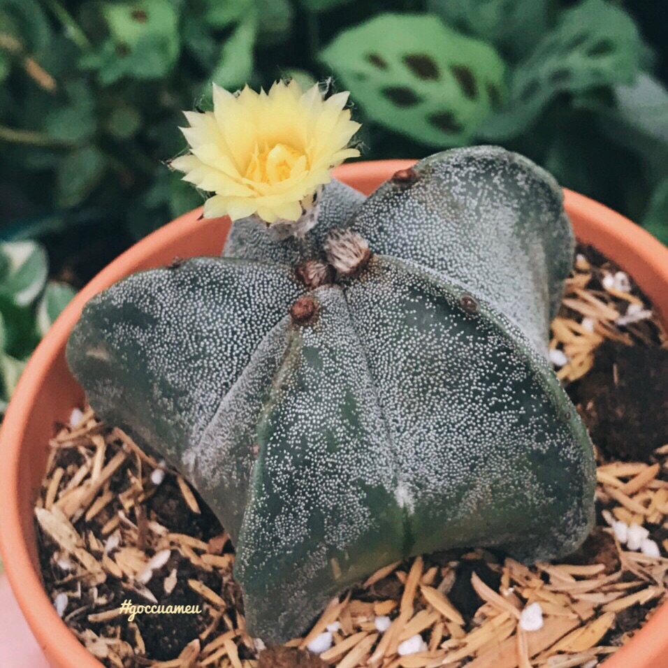 Xương rồng Astro