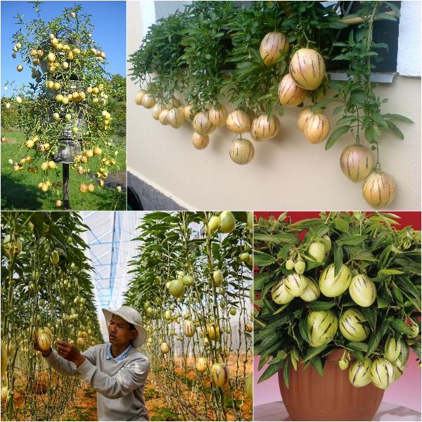 Gói 5 hạt giống dưa hấu Nam Mỹ Pepino F1 - Thế Giới Rau Mầm Shop