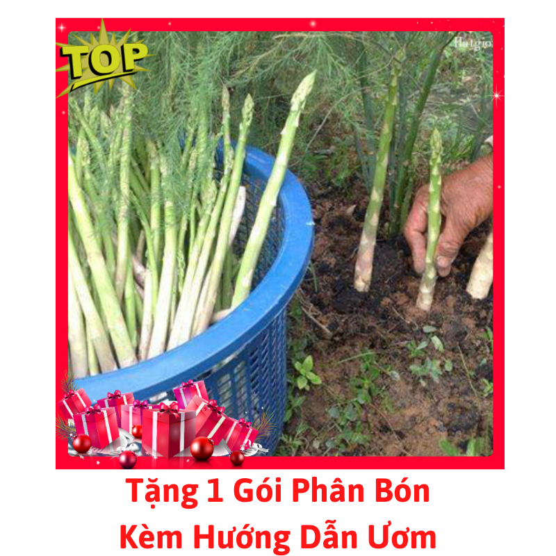 Gói hạt giống măng tây xanh f1