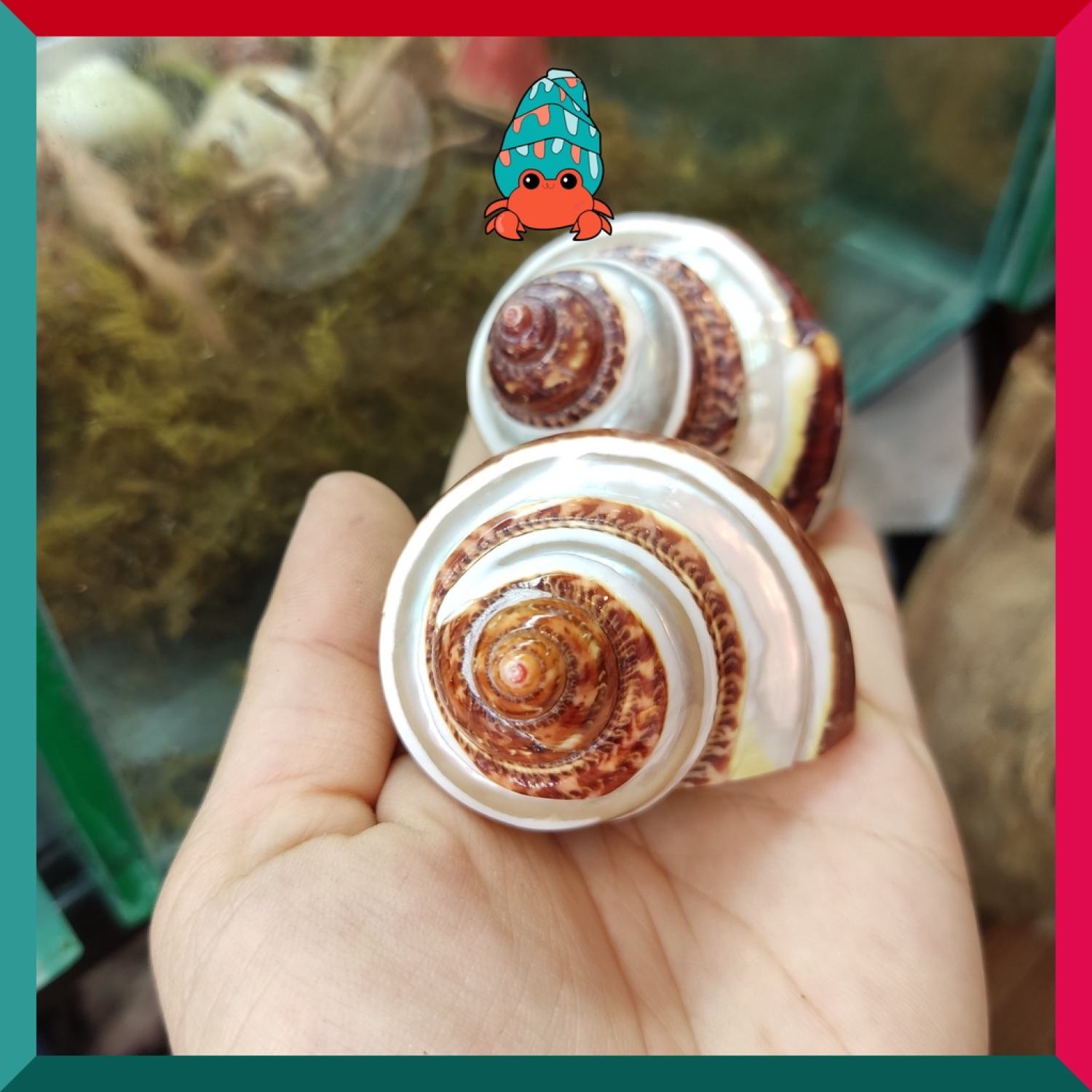 Vỏ ốc xà cừ đỏ mài họa tiết lốc xoáy size L