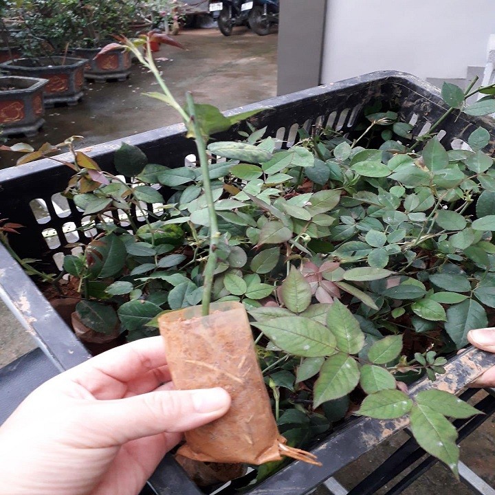 Cây giống hoa hồng cổ bạch vân khôi – giống hồng cổ quý nhất của việt nam