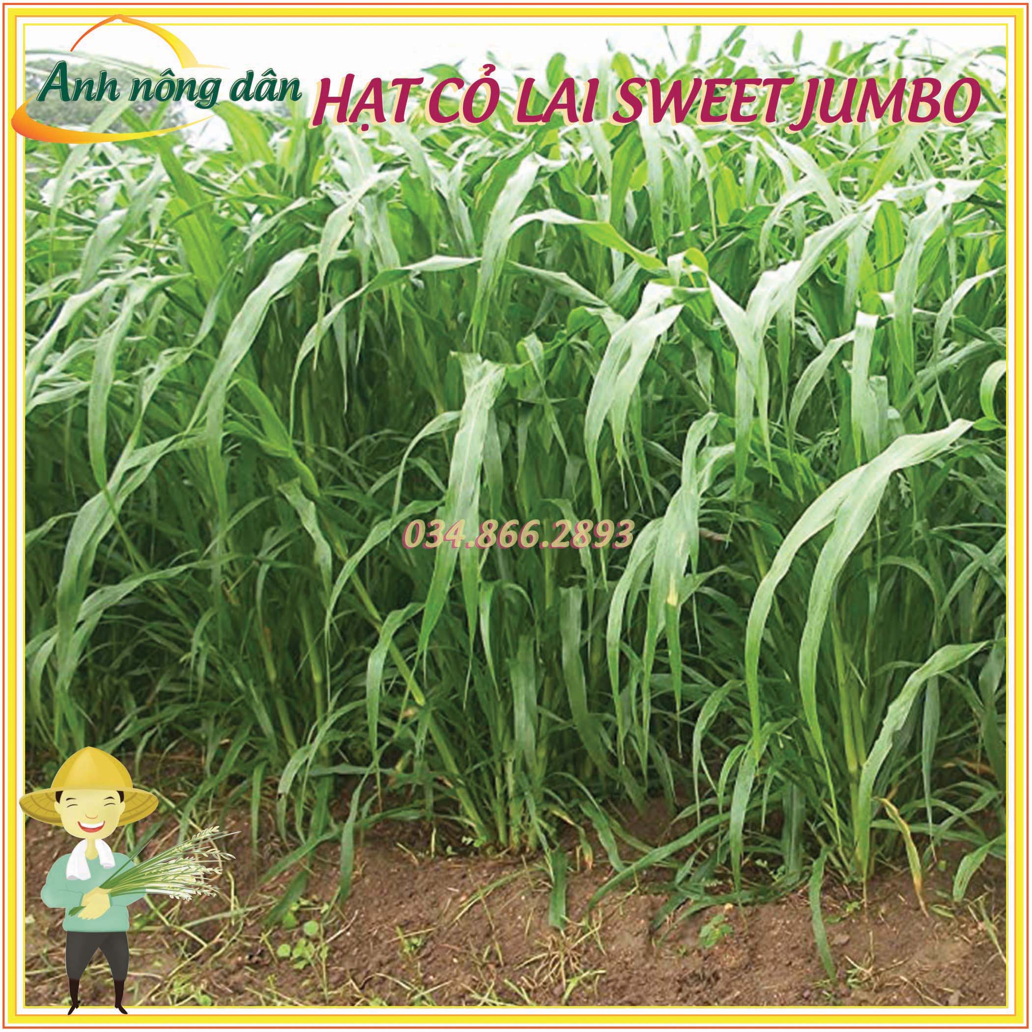 50g Hạt giống cỏ lai sweet jumbo - Hạt giống cỏ chăn nuôi