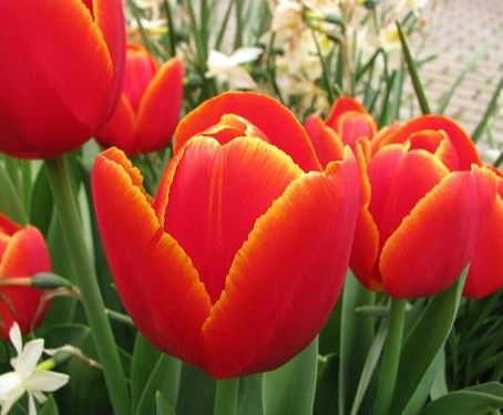 Bộ 5 củ giống hoa tulip hoa màu cam