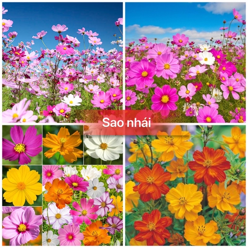 Hạt giống hoa cúc sao nhái mix màu-gói 100 hạt