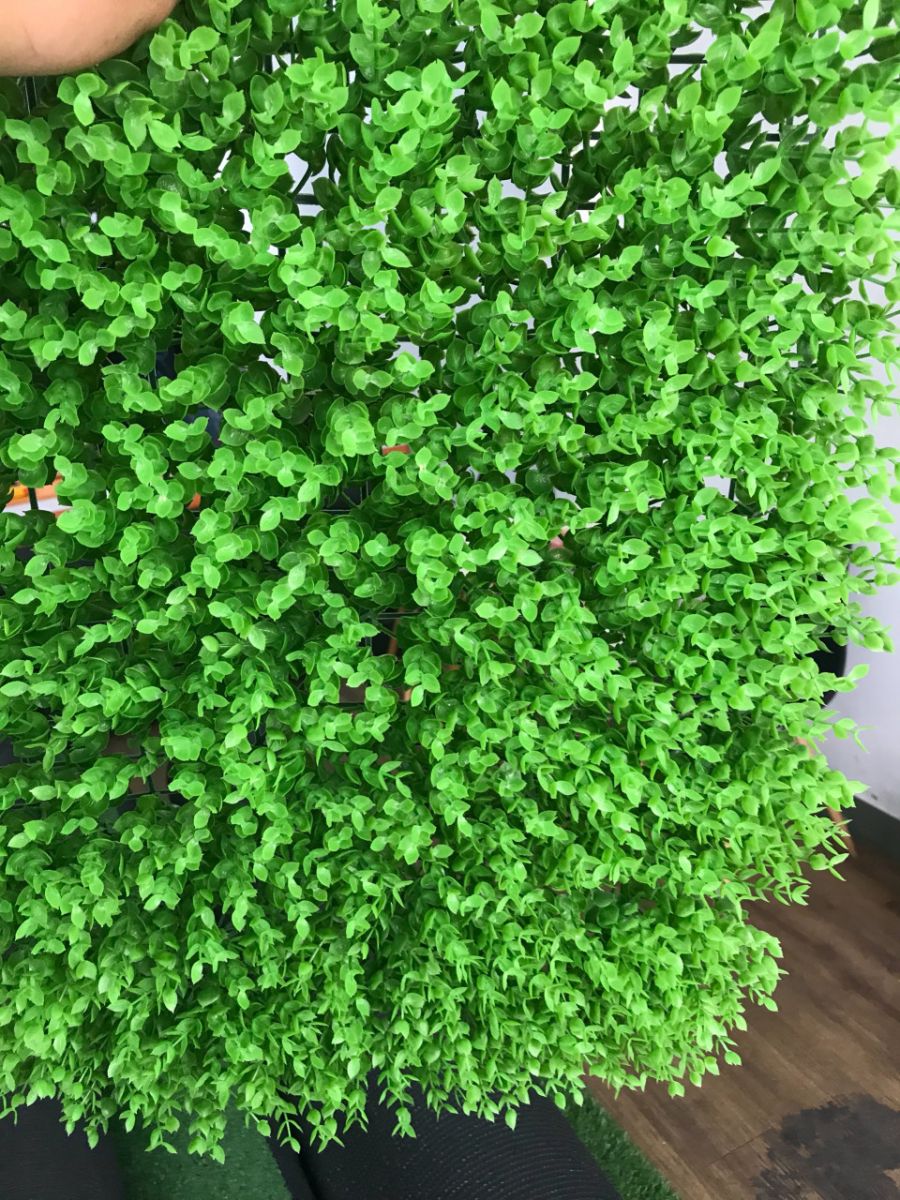 Tấm cỏ nhựa tai chuột size 40 x 60 cm - Cỏ nhựa tai chuột trang trí tường