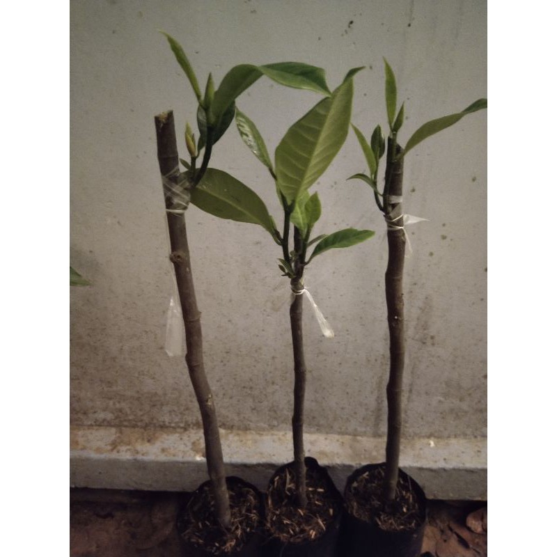 Giá gốc - mít tố nữ 110k / cây