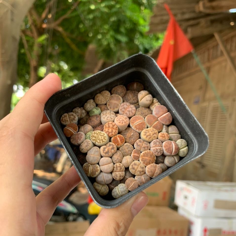 Cây sen đá mông sen đá lithops thạch lan size nhỏ