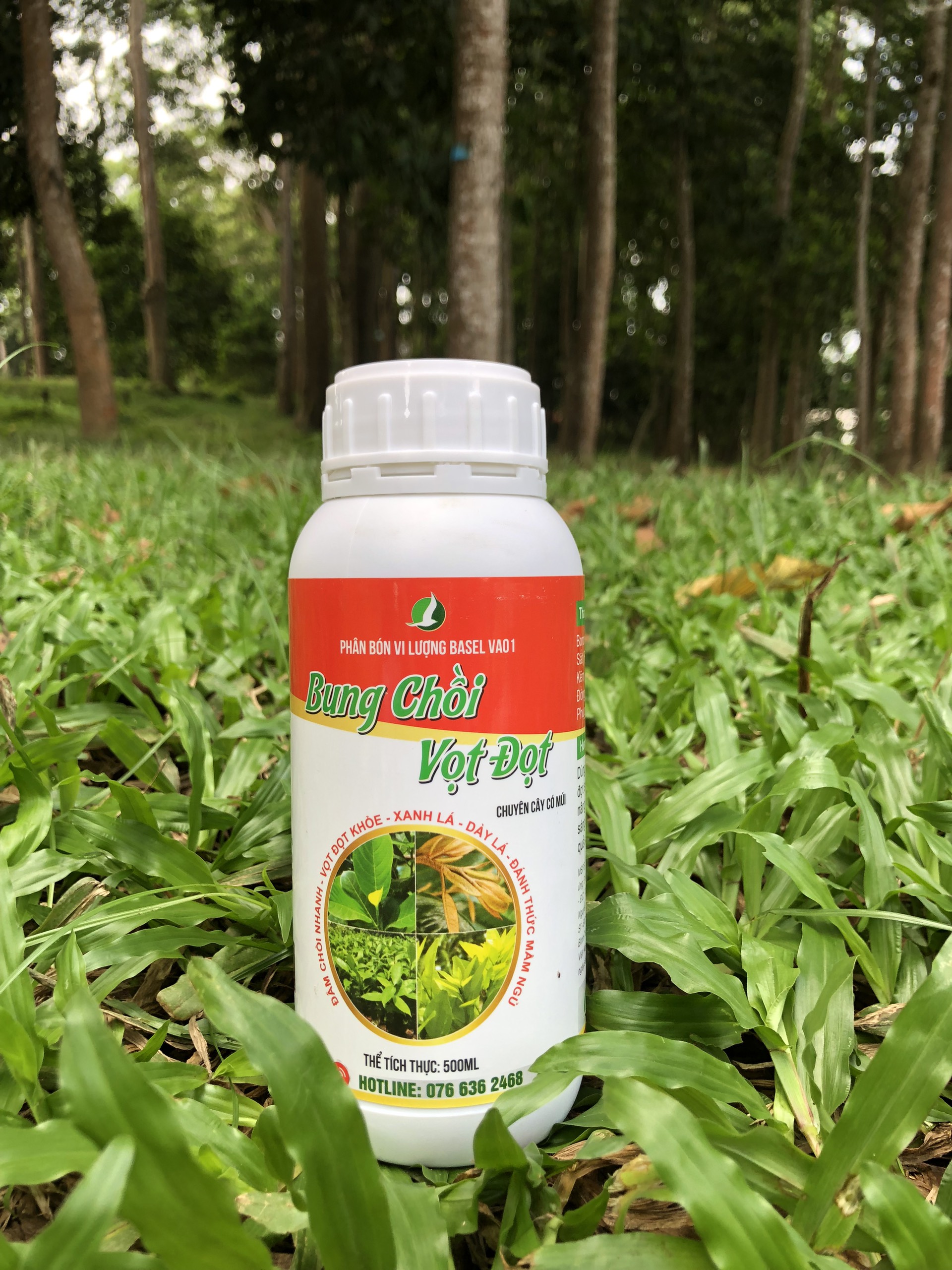 Bung chồi vọt đọt cây ăn trái