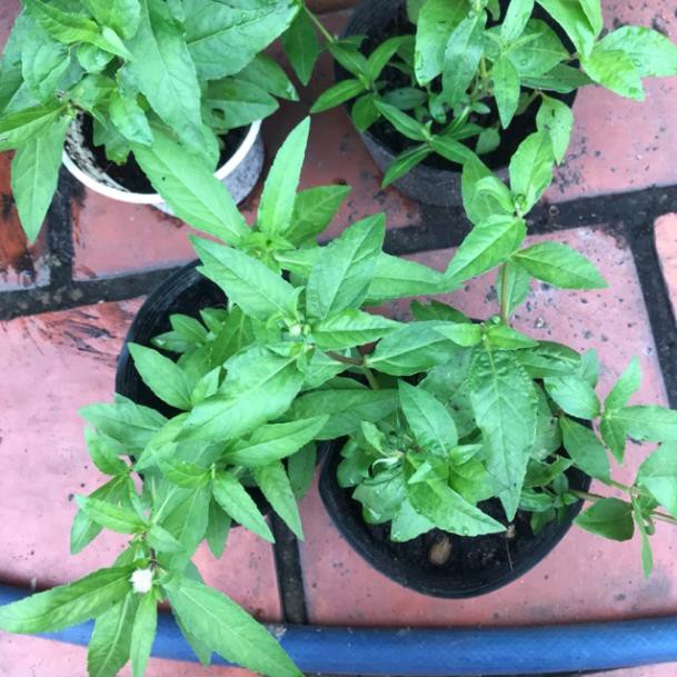 01KG Cây Cỏ Mực (Nhọ Nồi) Tươi Nhà Trồng