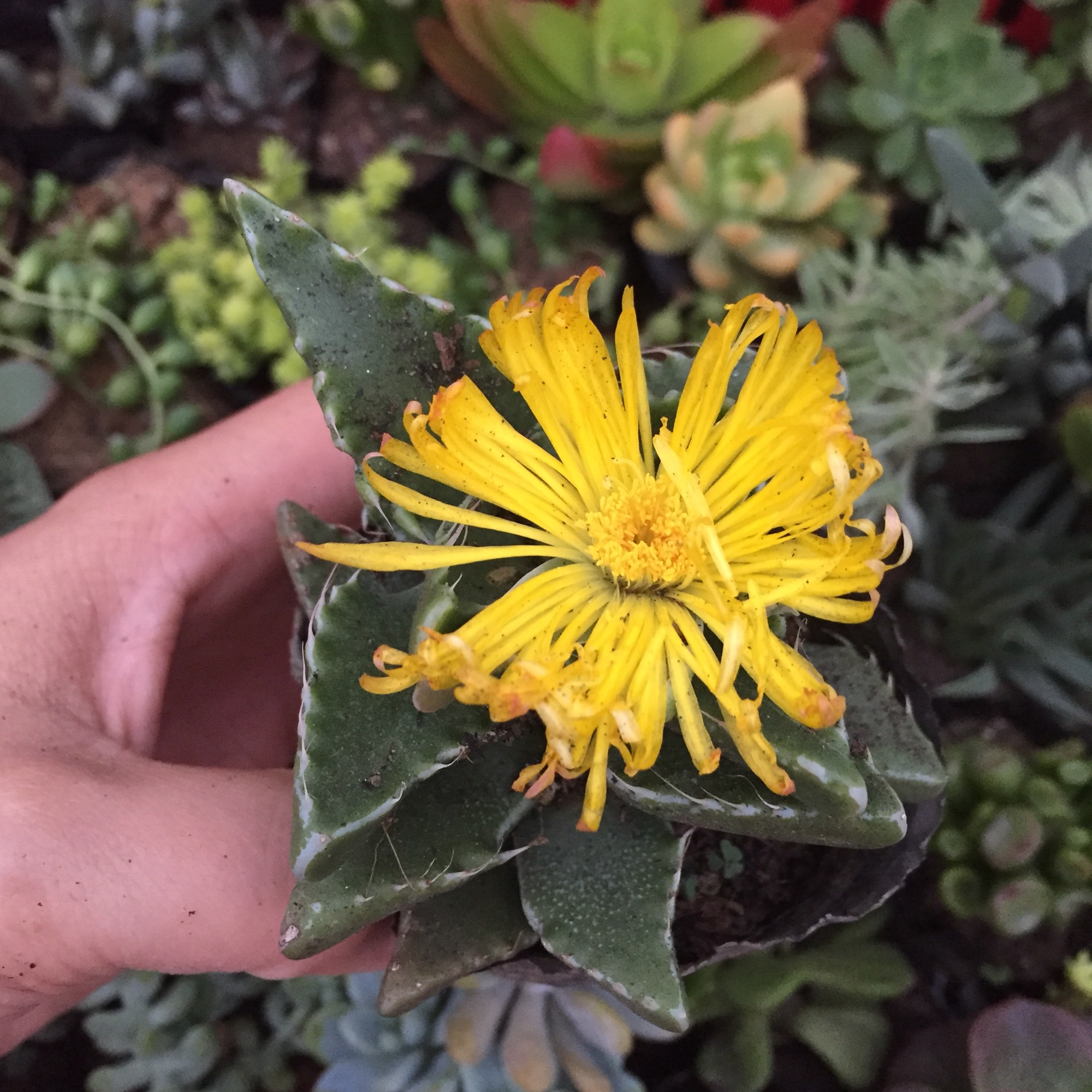 Sen Đá Hàm Cá Mập size bầu (ra hoa theo mùa)