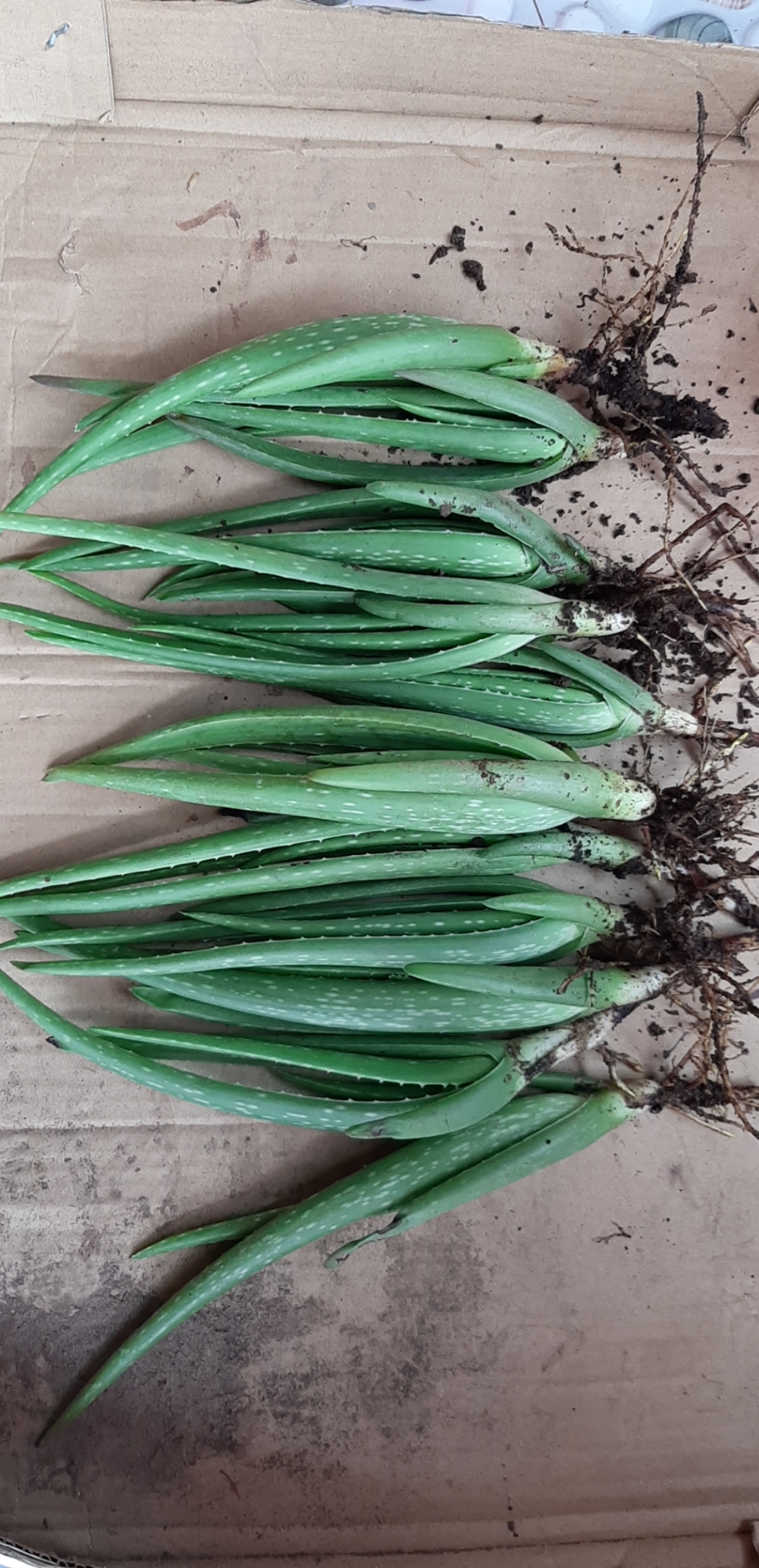 cambo 11 cây nha đam mỹ cao 20-30cm