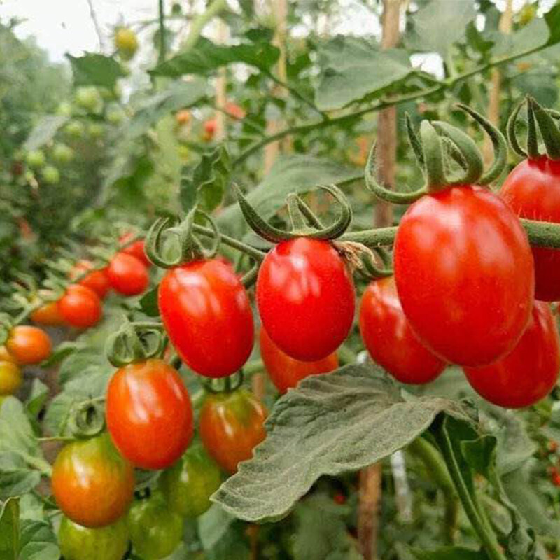 2 cây cà chua bi lùn, bi nhót có hoa, quả nhỏ
