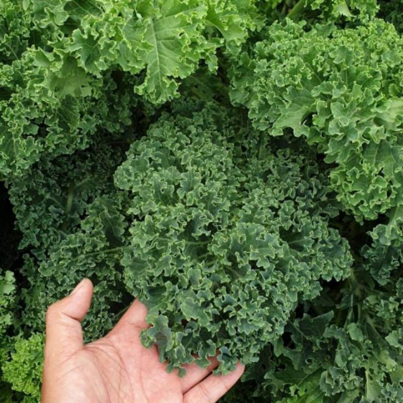 Combo kale xoăn xanh, kale khủng long, măng tây...