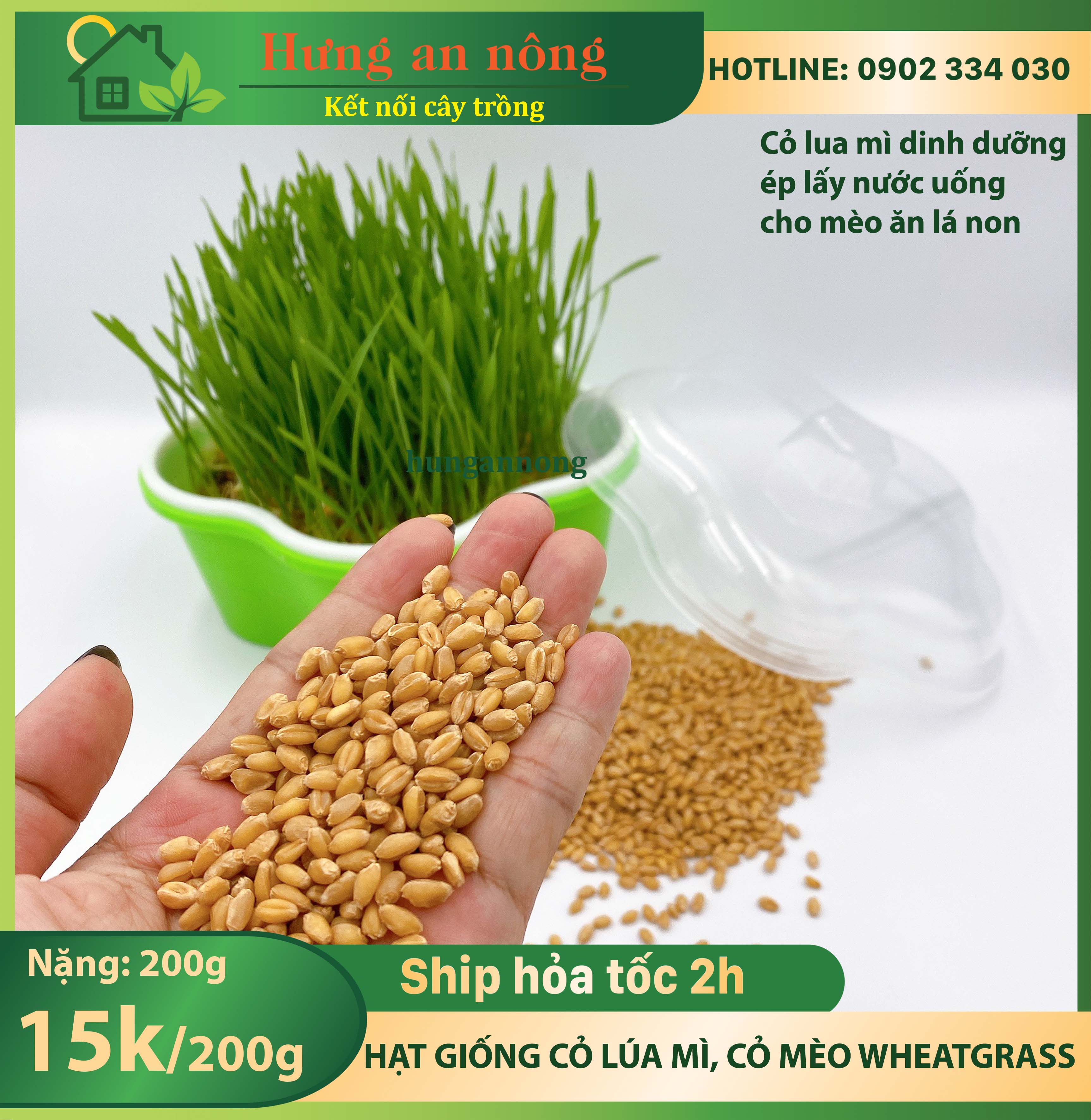 200g- hạt giống mầm cỏ lúa mì ( wheatgrass) cỏ mèo, ép lấy nước uống, và cho mèo ăn lá nhiều dinh dưỡng