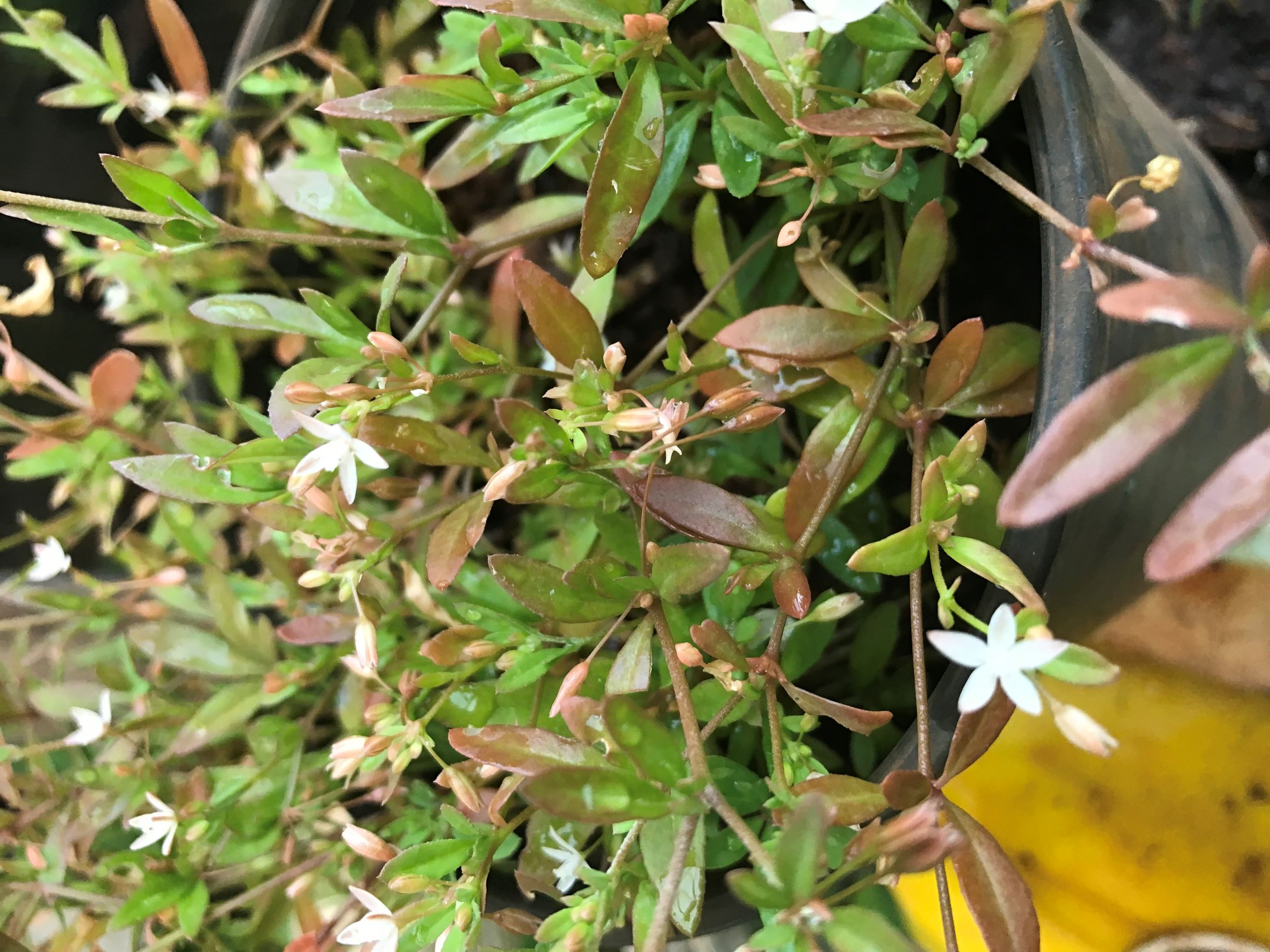 Cây giống rau đắng đất