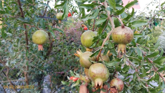 Cây Lựu Thái trái to - giao cây trưởng thành sắp cho trái