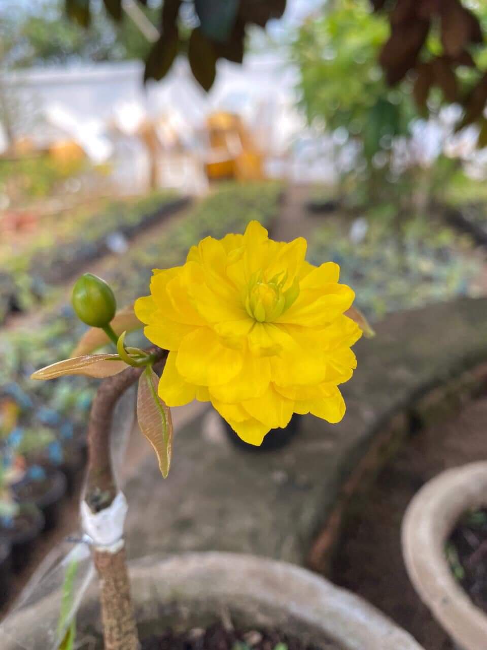 Mai Cúc 2 Tầng