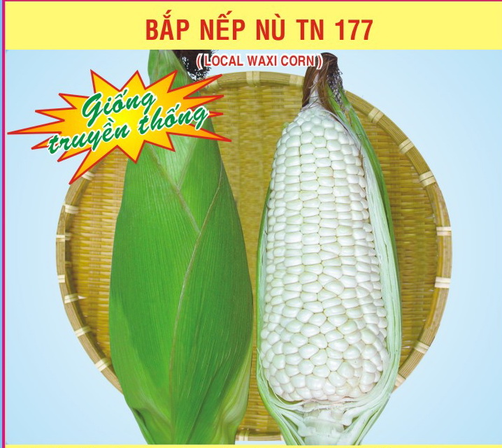 Hạt giống bắp nếp nù tn 177