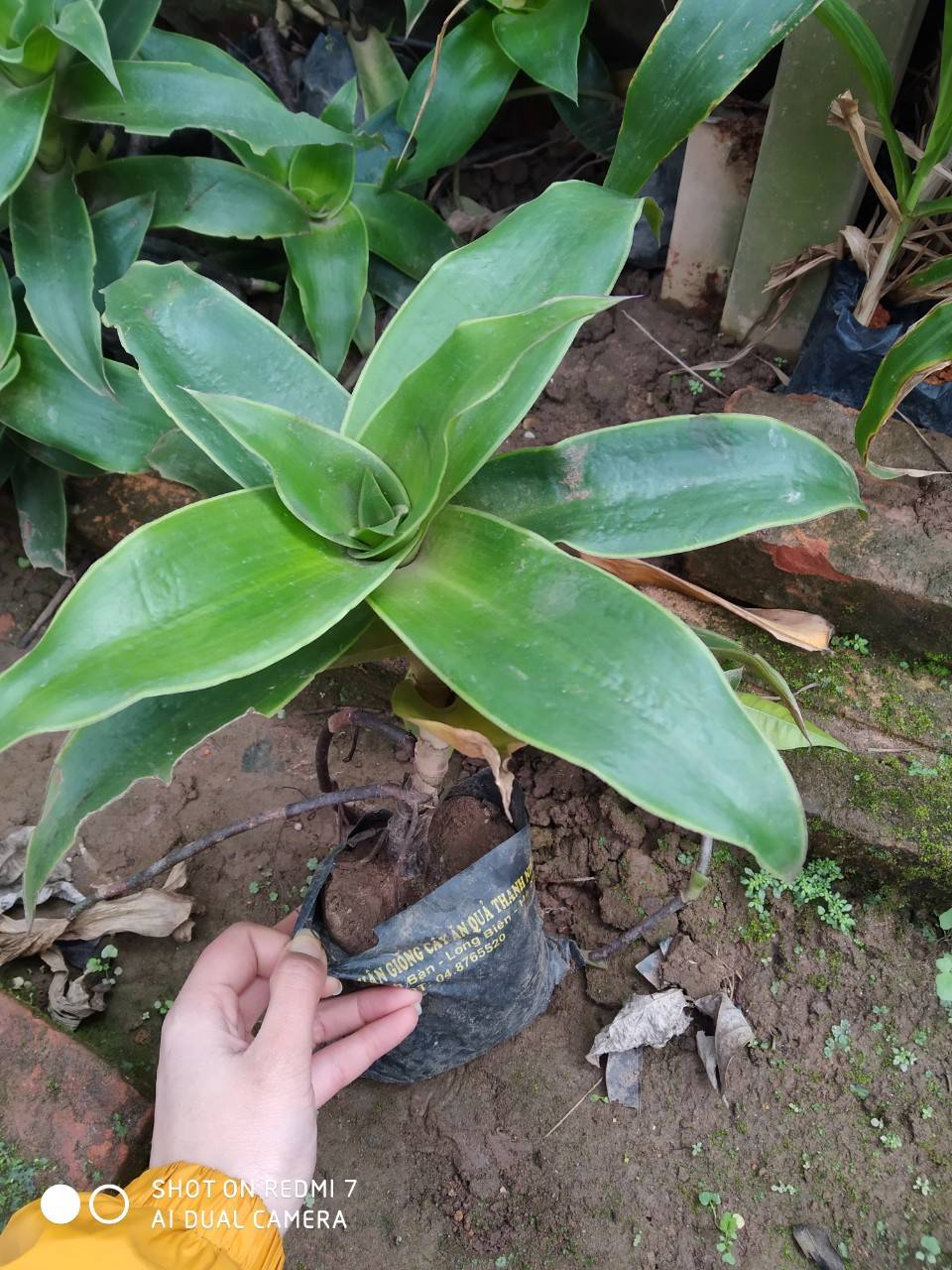 Set 2 bầu lược vàng ❣️❣️ MUA 4 TẶNG 1 ❣️❣️ Với đơn hàng thanh toán trước