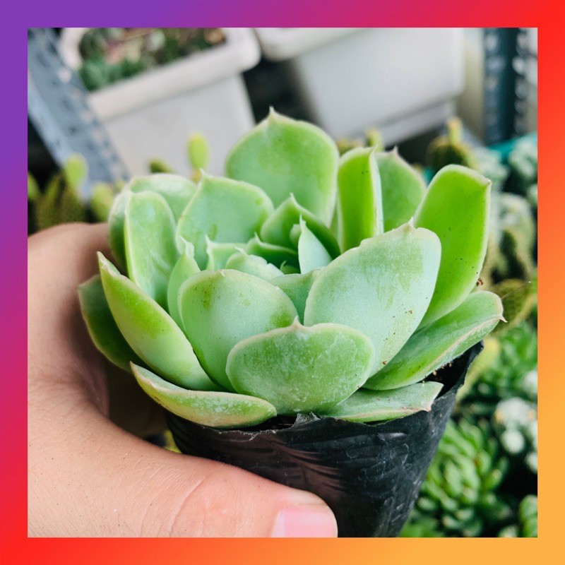 SEN ĐÁ BẮP CẢI HÀN XANH SIZE BÉ KHOẺ ĐẸP LỖI 1 ĐỔI 1