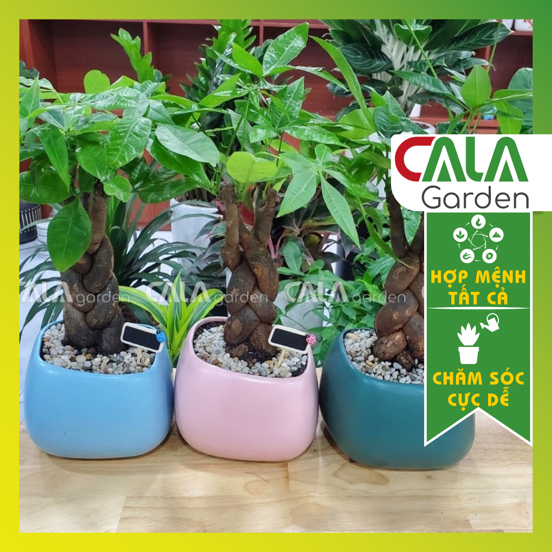 Cây Kim Ngân Thắt Bím Kèm Chậu - Cây Kim Ngân Tài Lộc Đẻ Bàn