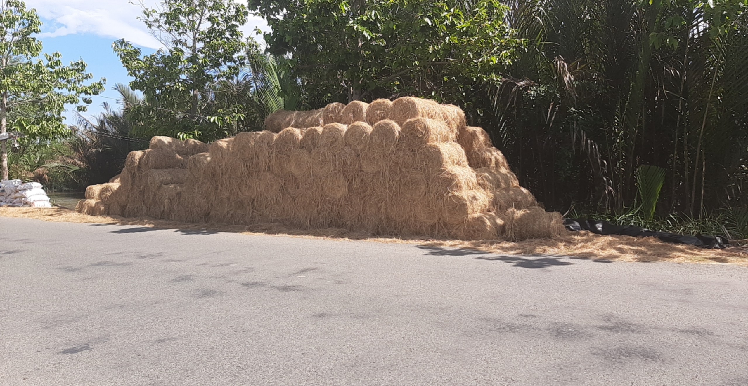 Rơm khô  sử dụng làm thức ăn cho gia súc Trâu Bò Ngựa Dê