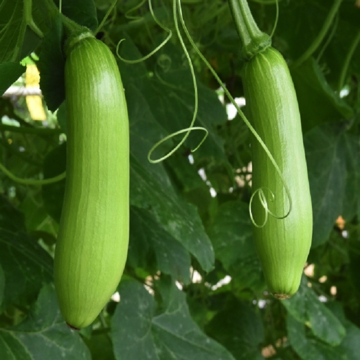 Hạt giống bí vua Hàn Quốc